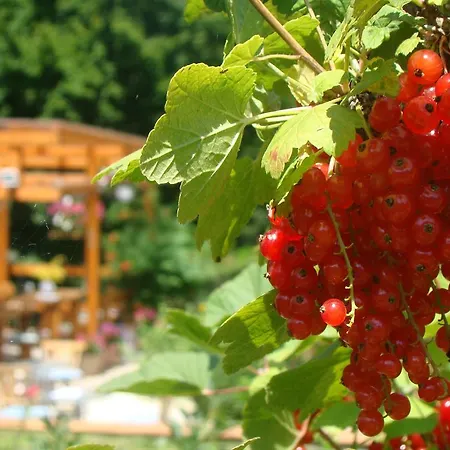 Dovolenkový dom Judita *